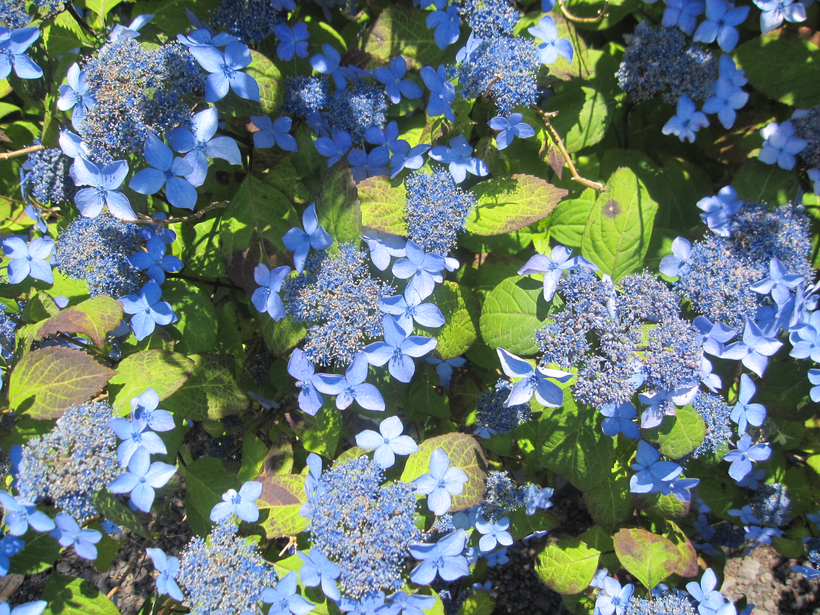 木中の花