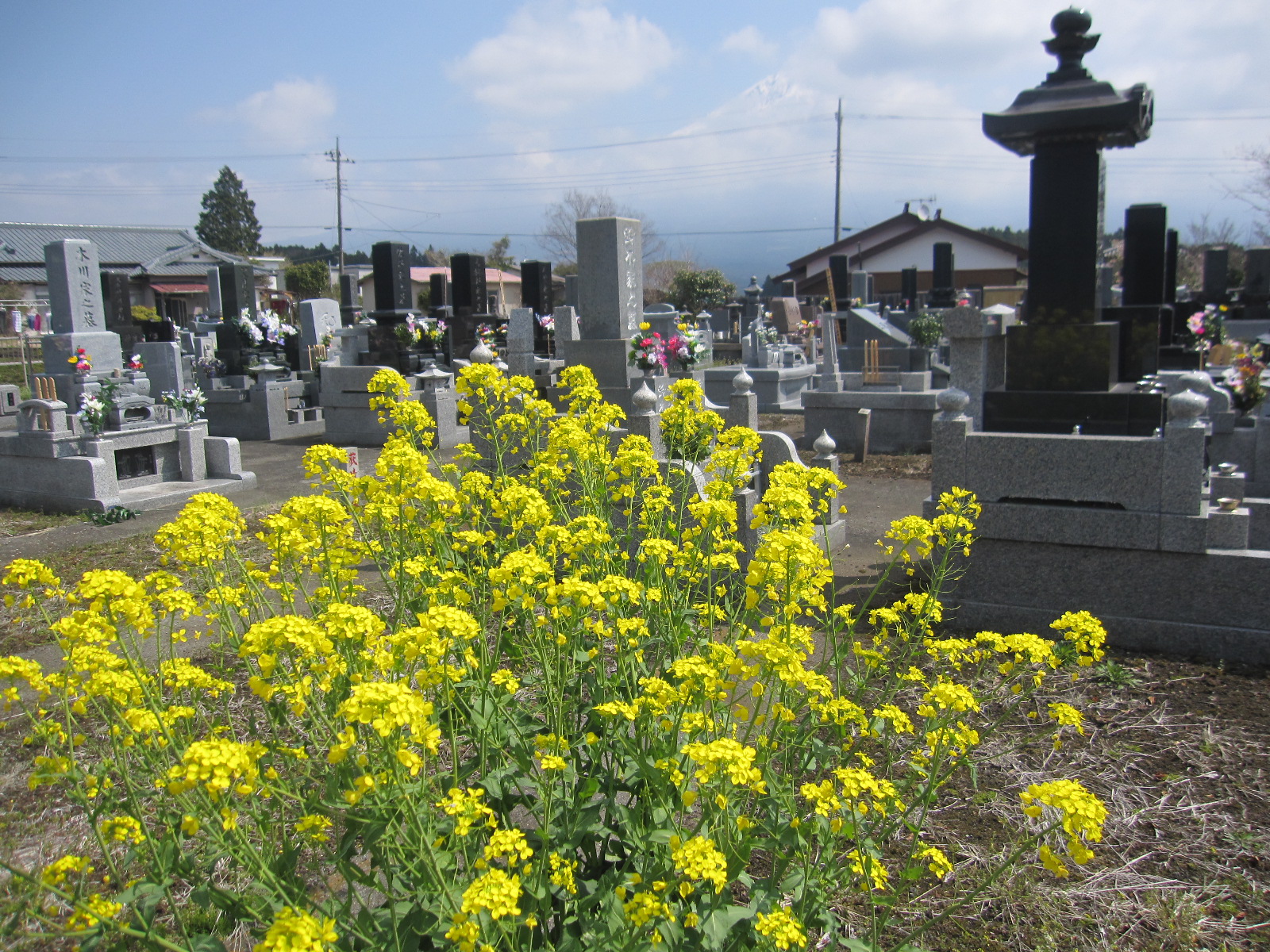 花の”意志”